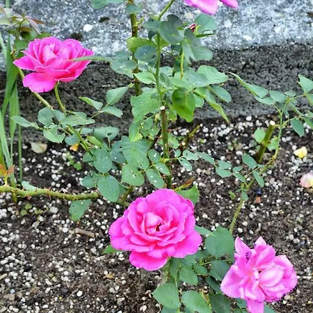 Giardino Fiorito *